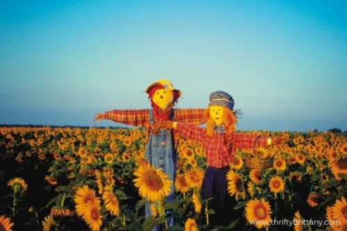 Fun & Frugal Fall Activities